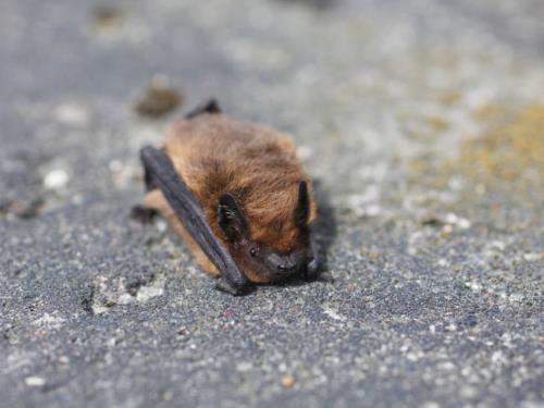chauve souris - ecopole