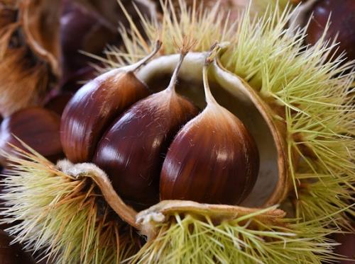 chestnuts