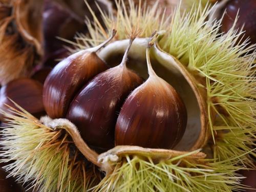 chestnuts