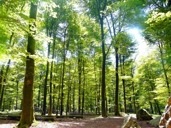 Forêt de Fougères