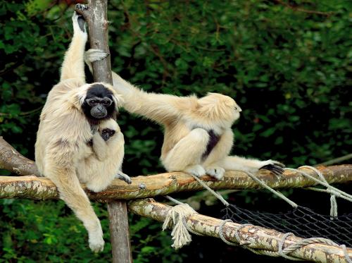 gibbon-a-bonnet-M