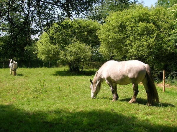 Mule horses - Landes de Jaunouse