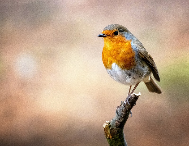 © Phil Robson