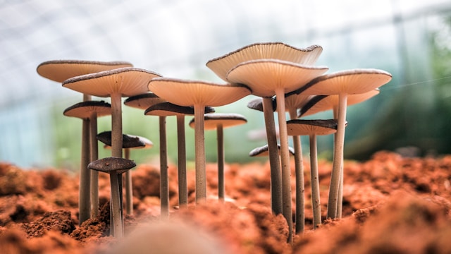 Causerie biodiv’ - La fonge