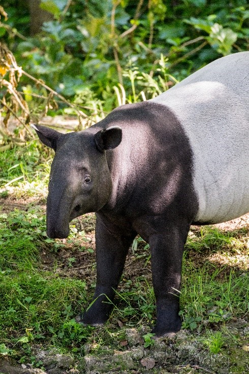 photo tapir gris zoo