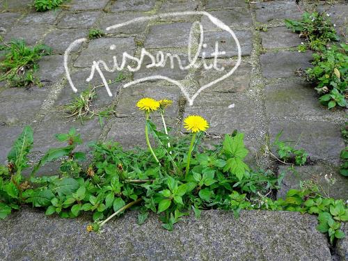 pissenlits_rue