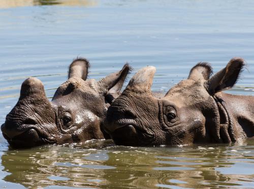 rhinos-indiens-©M.Bernard-Chabrier web