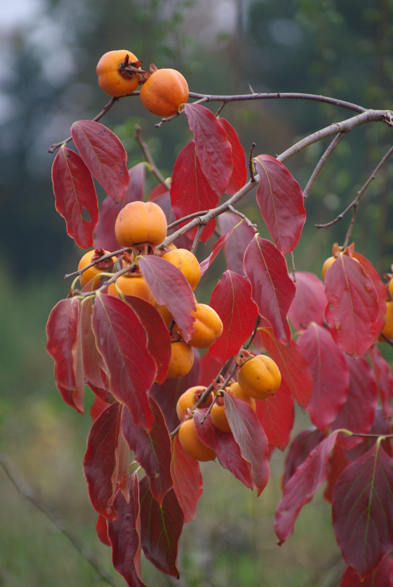 thumbnail-Kakis - Jacques Thomas