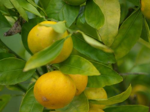 thumbnail_Satsuma