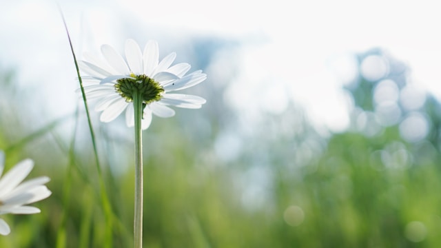 Les plantes qui se mangent et qui guérissent